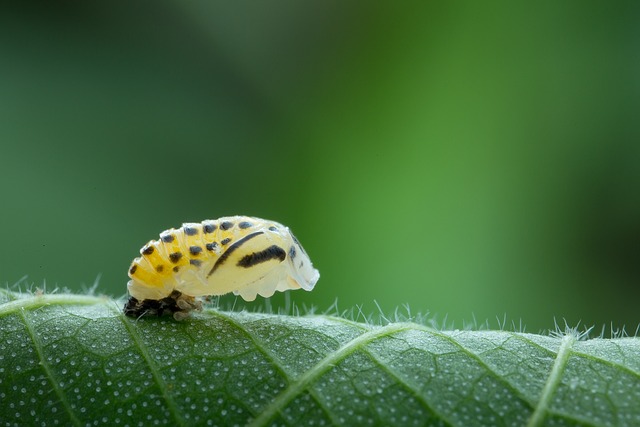 Foto do arquivo: fornecida por 【como fazer um bingo divertido】