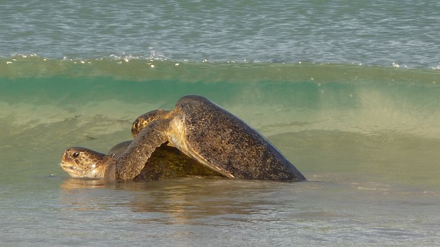 imagens de bicho de pe