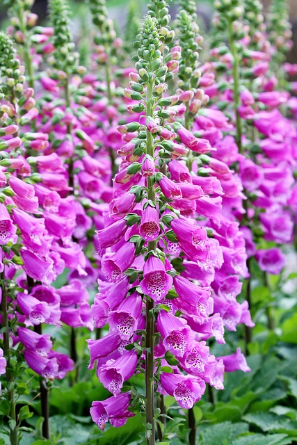 loja de perfume cassino