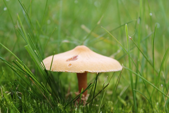 bicho que pega criança、 malcriada