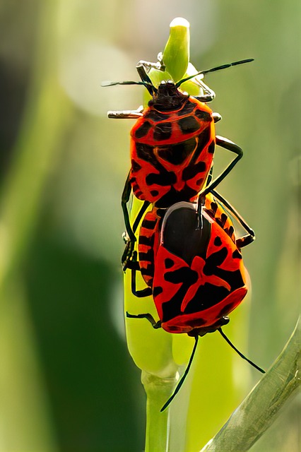 números da borboleta no jogo do bicho