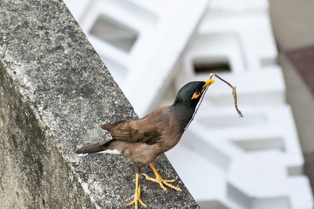 muquirana bicho|o bicho muquirana