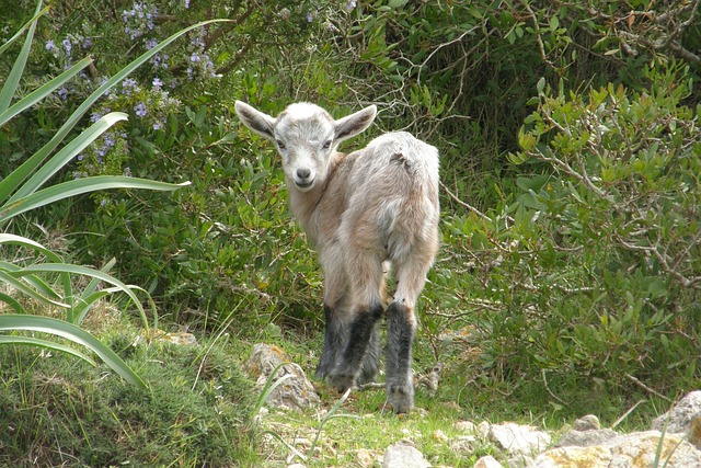 Foto do arquivo: fornecida por 【brasil volei】