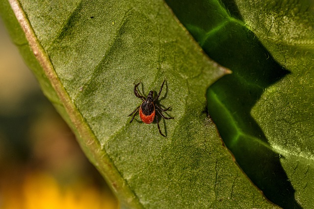 Foto do arquivo: fornecida por 【adjarabet egt】