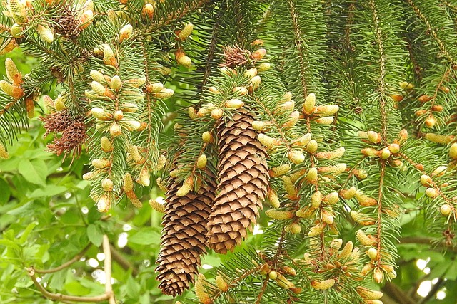 borboleta bicho| da seda