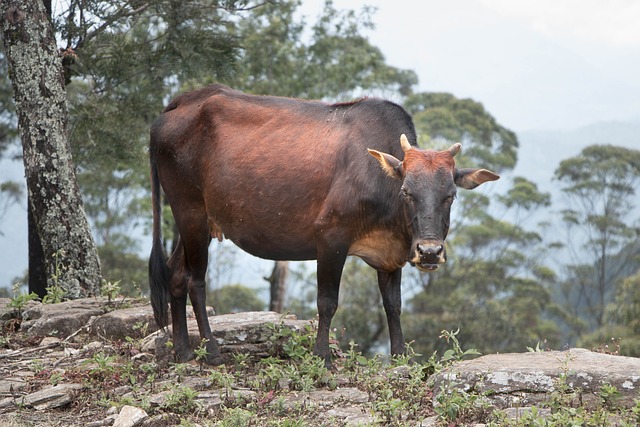 Foto do arquivo: fornecida por 【o que é o bicho de pé——com】