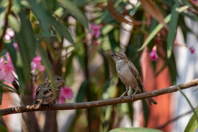 hemocentro patos de minas