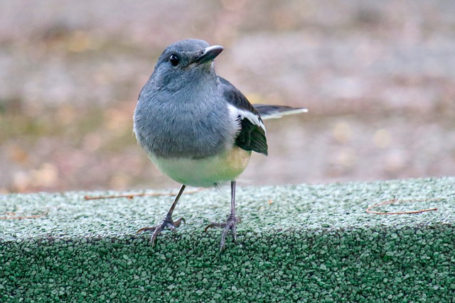 Foto do arquivo: fornecida por 【888pg】