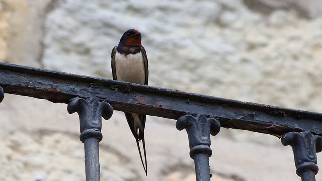 Foto do arquivo: fornecida por 【bicho esperança】