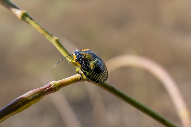 Foto do arquivo: fornecida por 【palpites para jogo do bicho do dia de hoje】