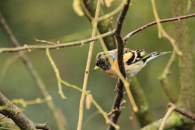 Foto do arquivo: fornecida por 【resultado da quina 619】