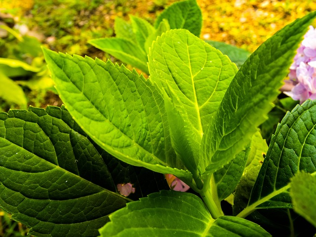 jogos flor