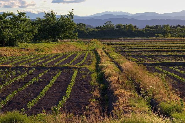 Foto do arquivo: fornecida por 【tigrinho betano】