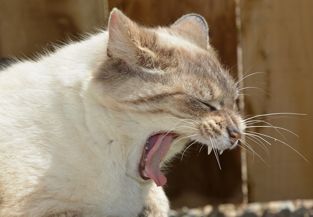 Foto do arquivo: fornecida por 【milhar do gato no jogo do bicho】