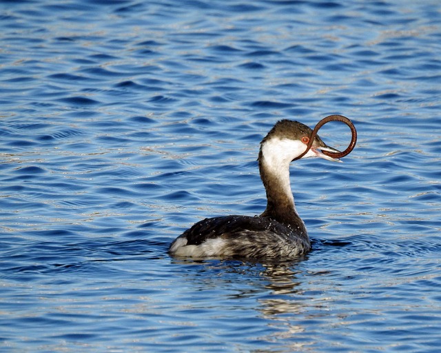 bicho assustador—— do mar