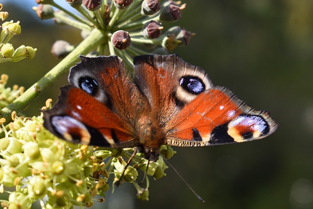 loterias caixa economica