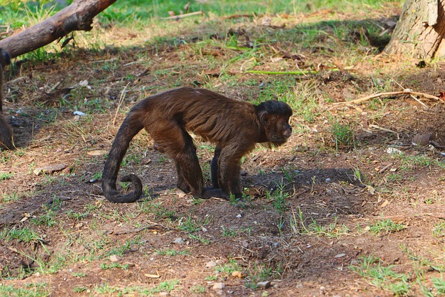 jogo pra rolo rio das pedras