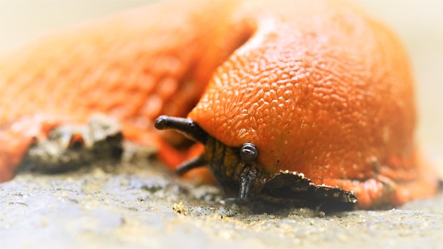 caixa loterias economica federal