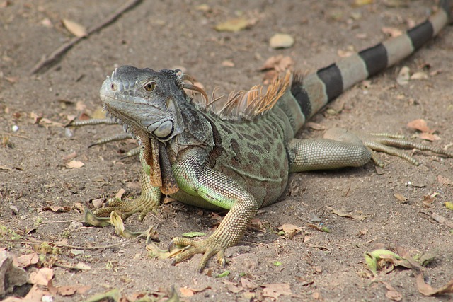 Foto do arquivo: fornecida por 【fortune tiger plataforma que paga】