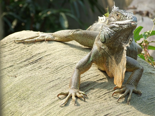 Sorteio de animais paulista