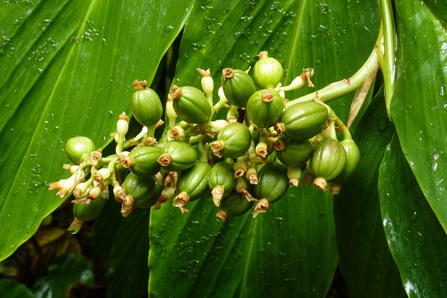 dados de arroz