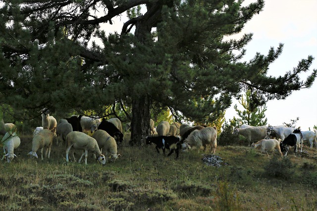 campinho de areia bicho