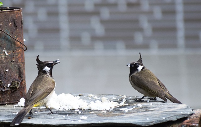 Foto do arquivo: fornecida por 【resultado do bicho por bancaresultado do bicho banca aqui】