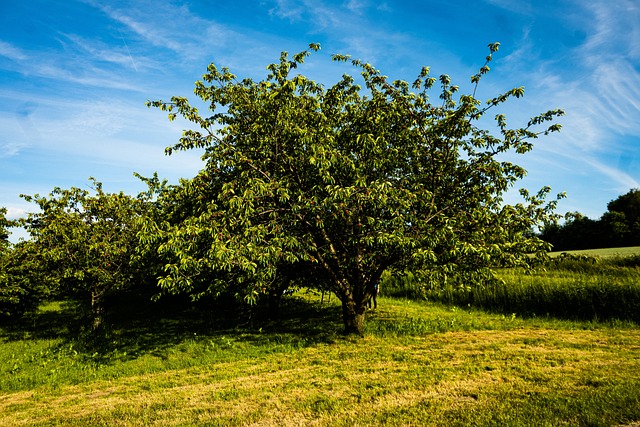 o que significa sonhar com cassino