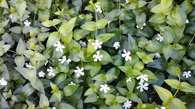 plataforma chinesa cassino