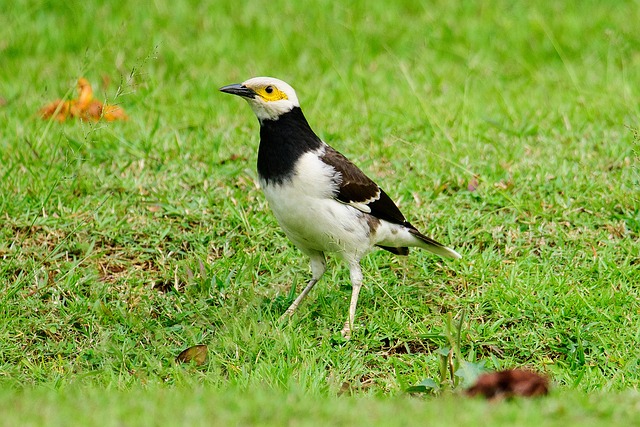 jogo do são paulo agora ao vivo