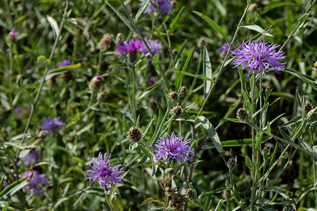 alemanha x franca palpite