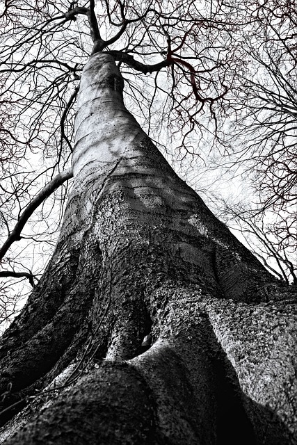 Foto do arquivo: fornecida por 【bicho tatui】