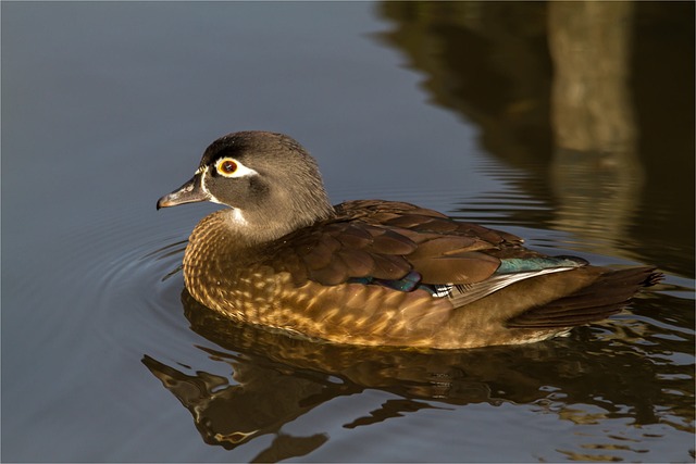 chacrinha cassino