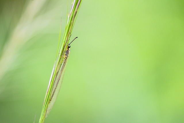 solitário jogo