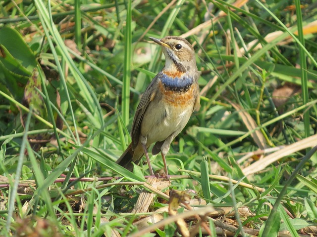 bicho bagunça