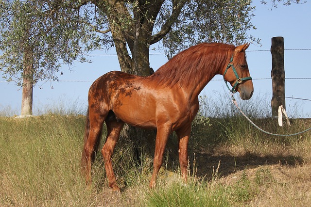 bicho rio