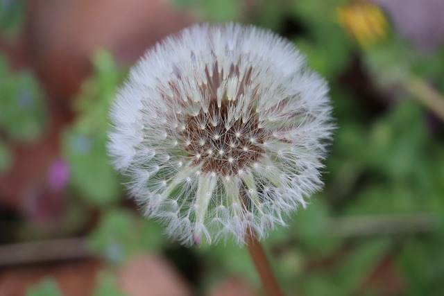 white hot poker