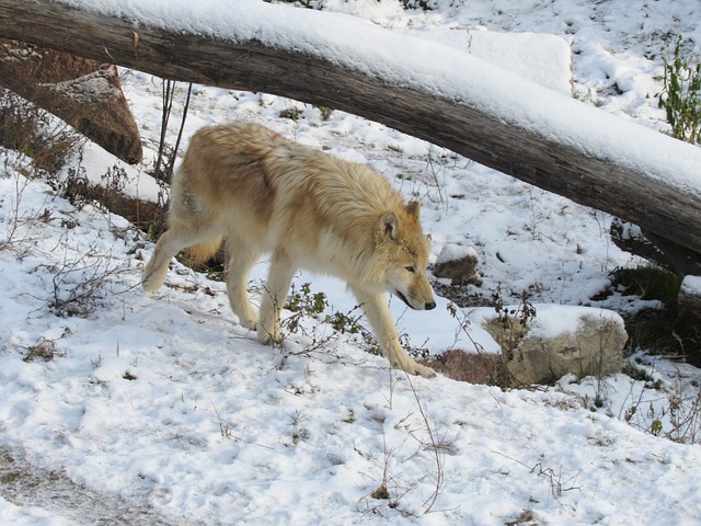 Foto do arquivo: fornecida por 【jogos do frozem】