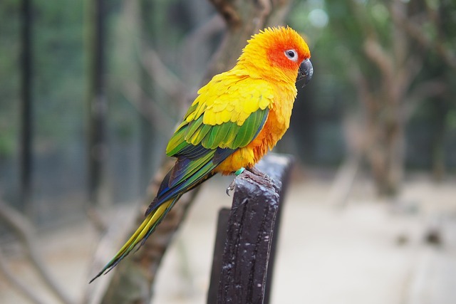 bichos atrasados rio