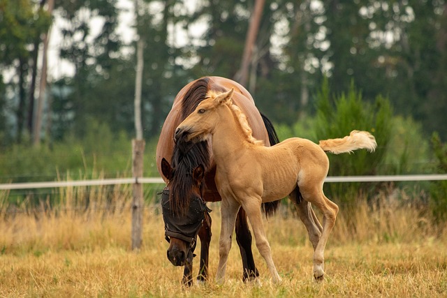 lobo 8888 baixar