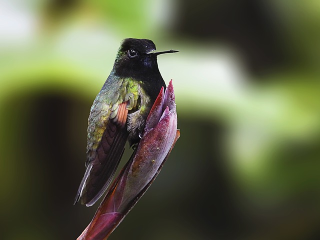 Foto do arquivo: fornecida por 【bicho sao paulo、bicho do são paulo】