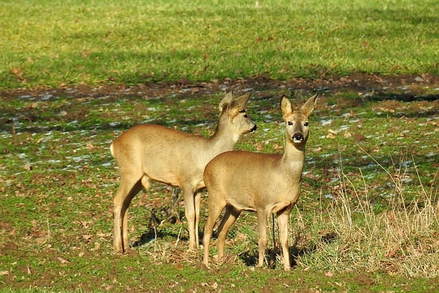 pousada bicho de pé、telefone pousada bicho de pe resplendor mg