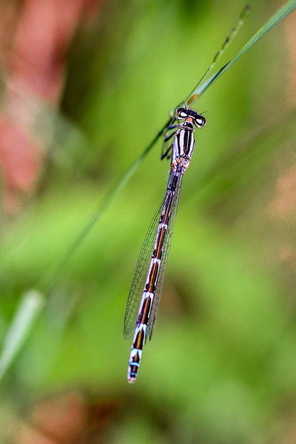 Foto do arquivo: fornecida por 【betk7】