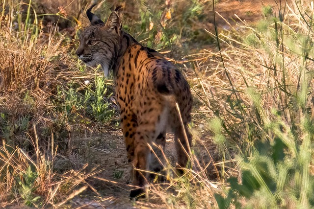 Foto do arquivo: fornecida por 【como jogar o jogo do tigre】