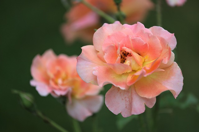 jogos de colorir rosas