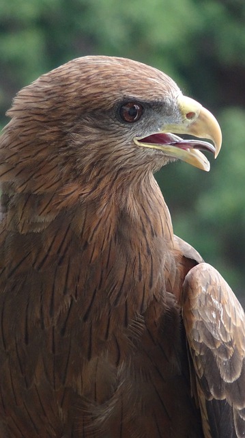 altura dudu palmeiras