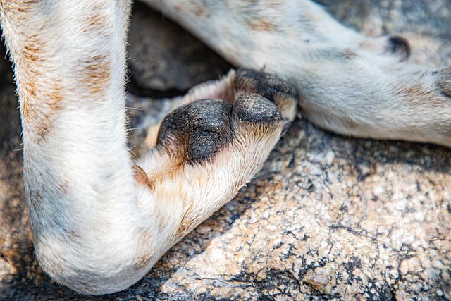 o que significa sonhar com bicho de pé