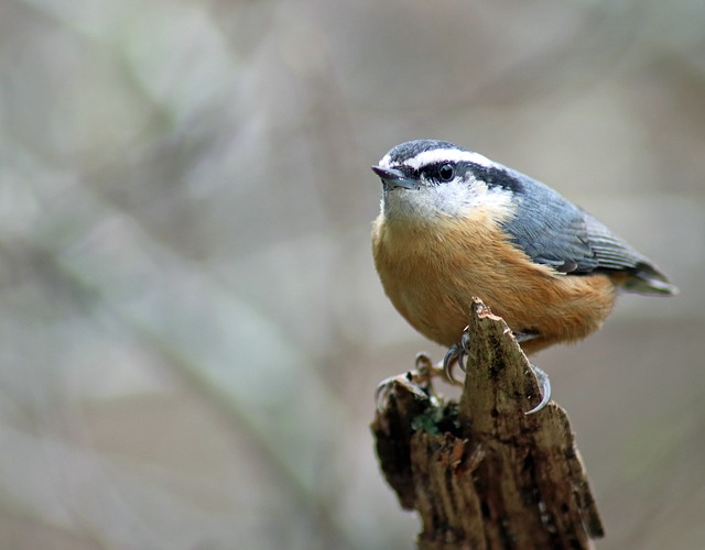 bicho da loteria federal de hoje