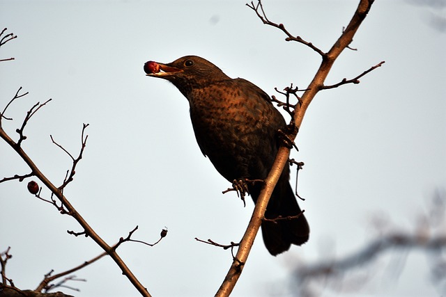 Foto do arquivo: fornecida por 【mega sena bolao】