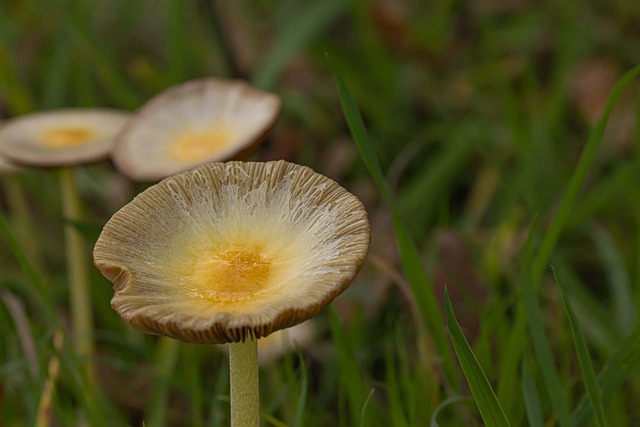 Foto do arquivo: fornecida por 【pedia4d】